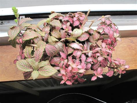 pink angel plant|pink angel plant care instructions.